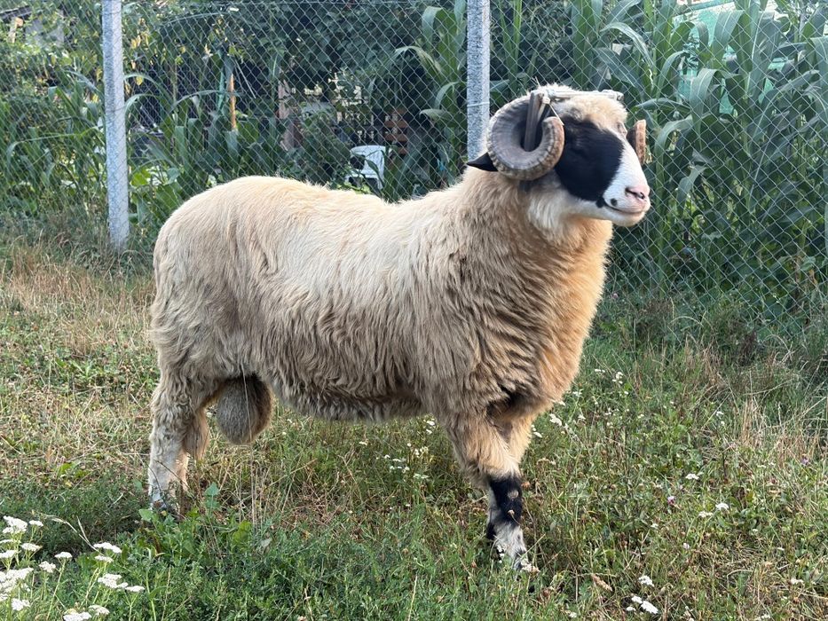 Berbec breaz mior și doi berbeci de anul acesta