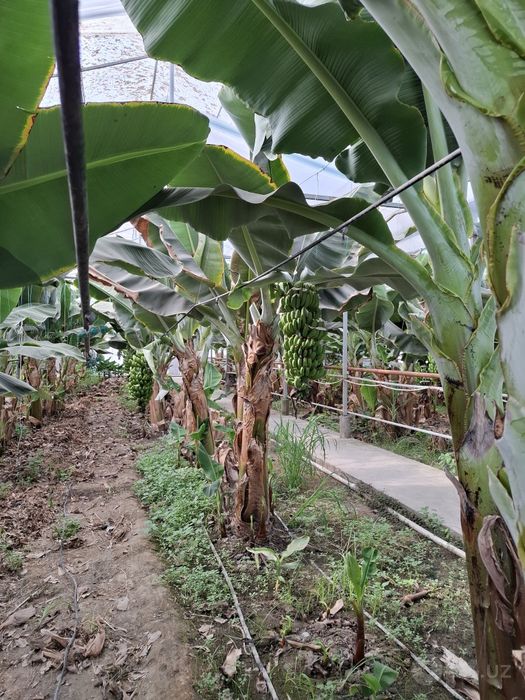 Banan kuchatlari niholi, Росток банана, Банан кучати нихоли