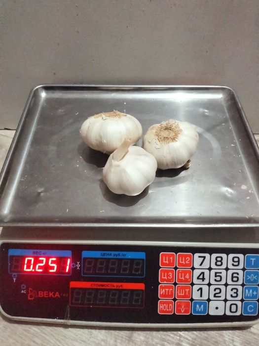 Чесноки  отборние , Сарымсақ