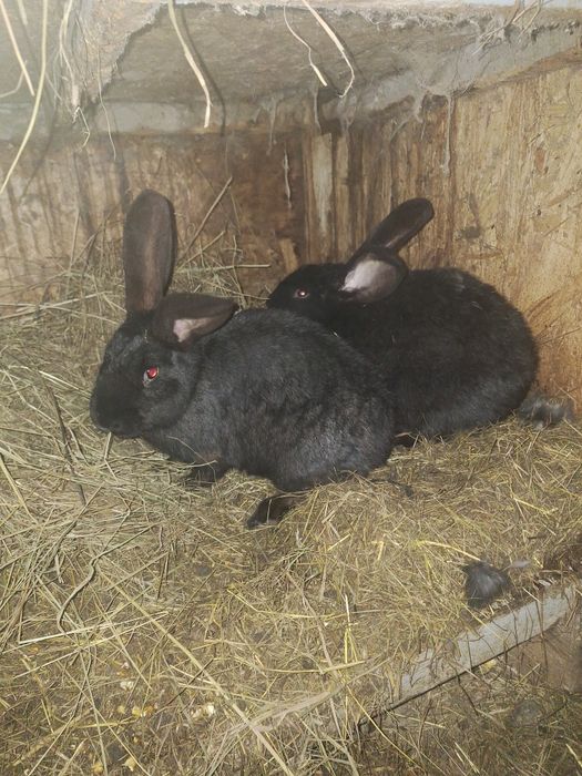 De vanzare doua femele tinere