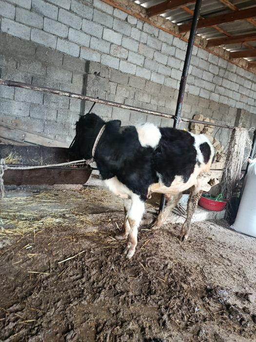 Тоқал буқа сатылады