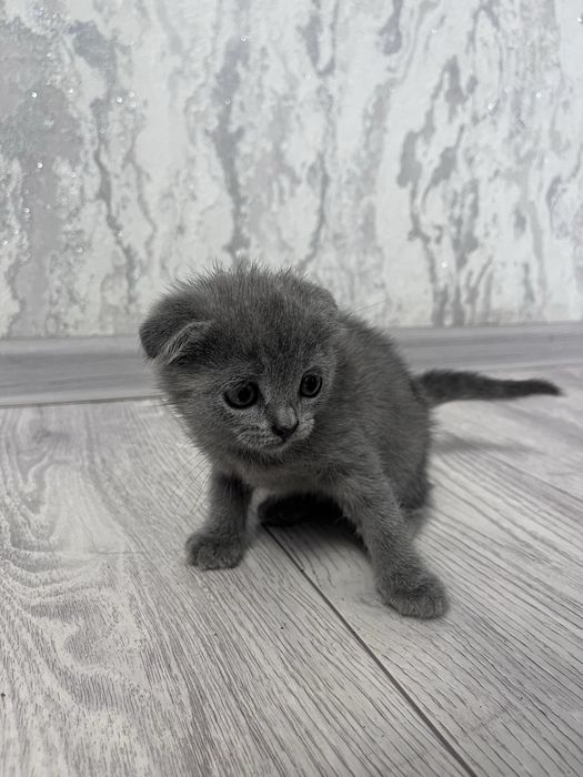 Котята шотландские
