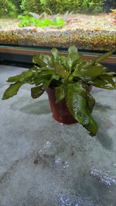 Exinadorus akvarium suv oʻti
