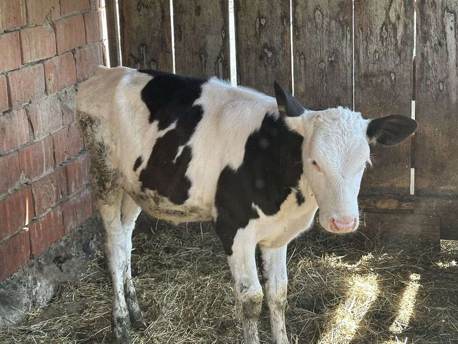 Vând două vițele înțărcate