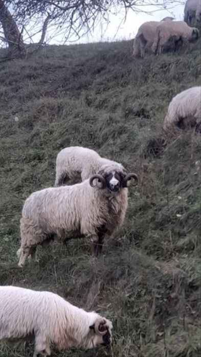 Berbec breaz de vanzare