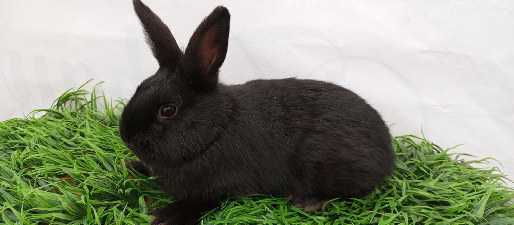 Quyon karlik panda samka sotiladi.