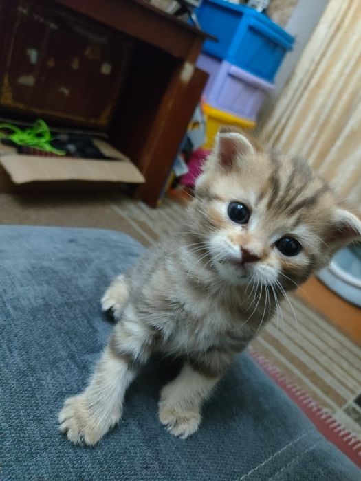 Продаются котята