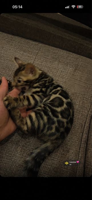 Бенгальская кошка