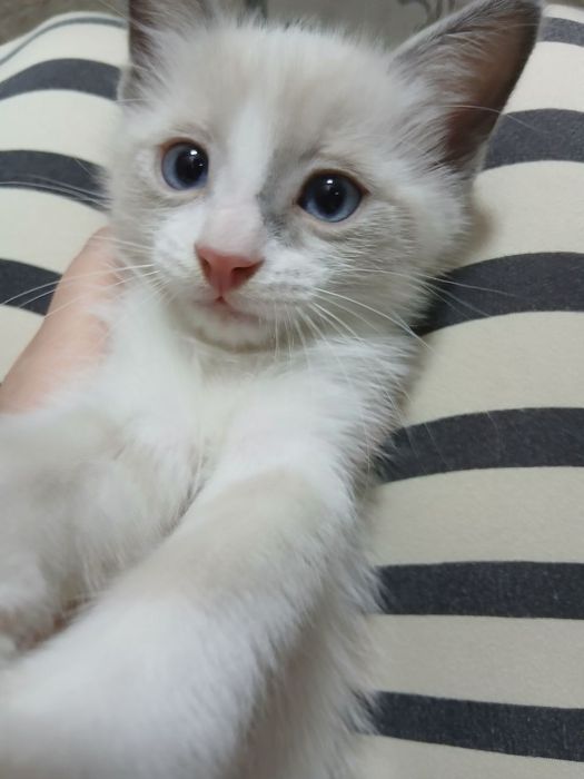 Siam mushukchalar sotiladi