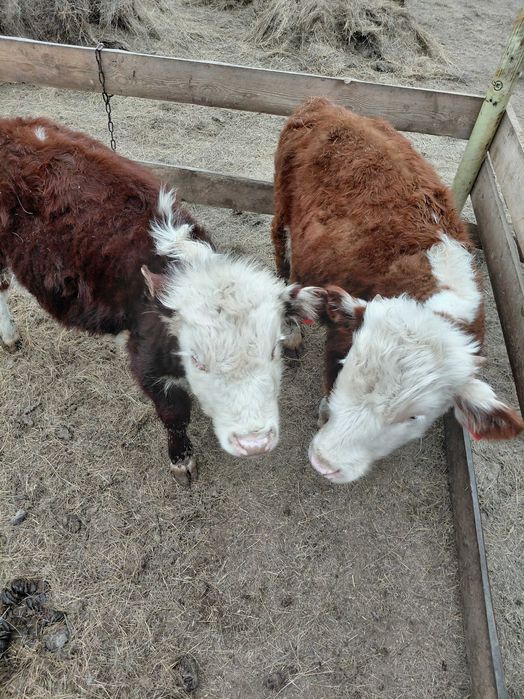 Продам коров и телят