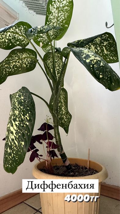 Комнатные цветы