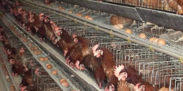 Продам кур несушек