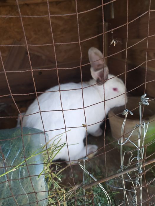 Продам Кроликов.