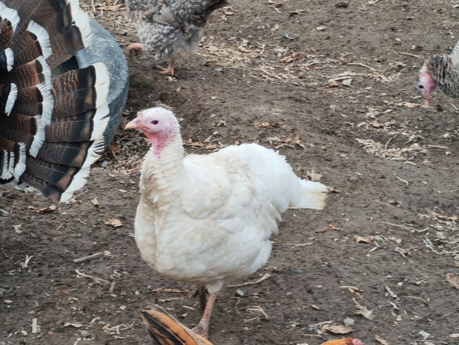 1 қораз, 2 мекен индюки