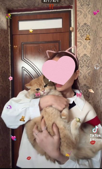 золотой шиншилла вязка