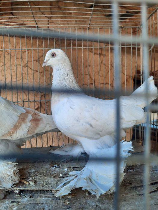 Голуби продаётся