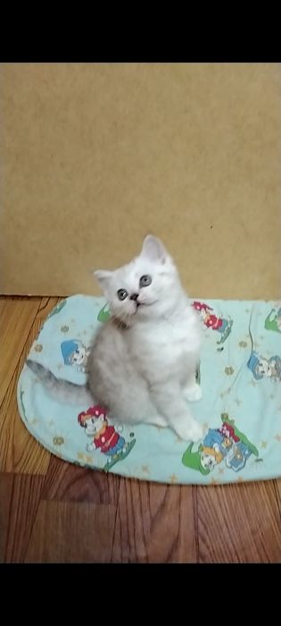 Скоттиш страйт. Мальчики.