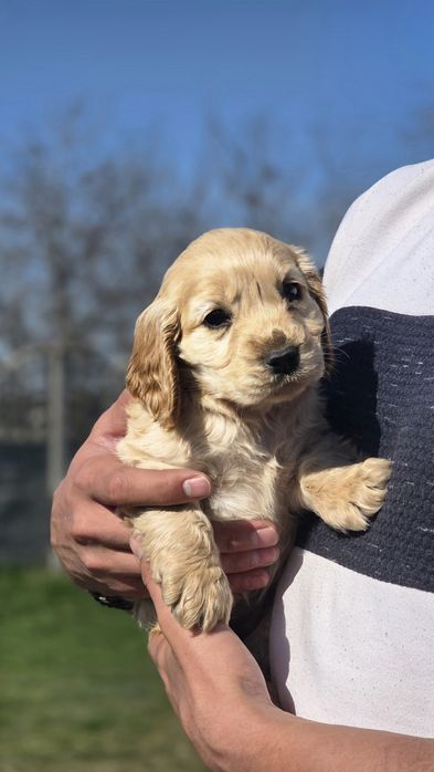 Catelusa Cocker Spaniel Gold