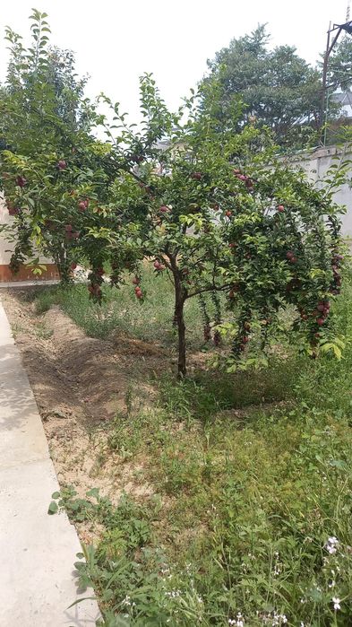 Шахар марказида катта ховли