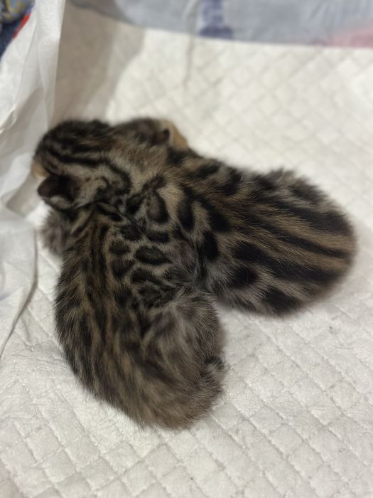 Бенгальские котята!