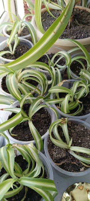 Хлорофитум кудрявый