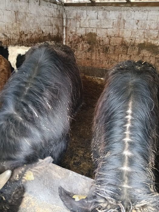 De vanzare 5 bucăți