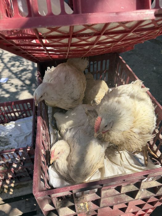 Pui de carne de vanzare