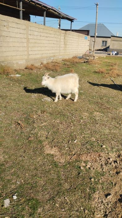 Ешкілер,лақтарымен