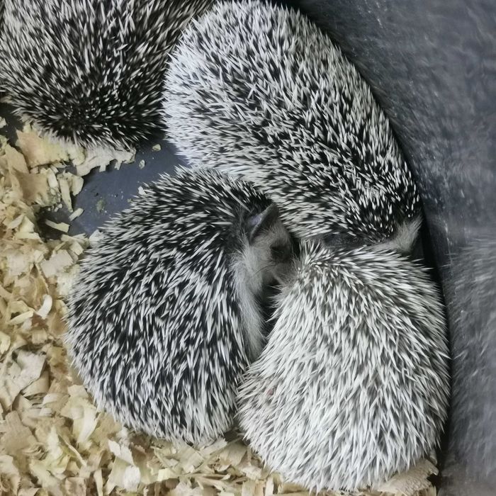 Малки таралежчета