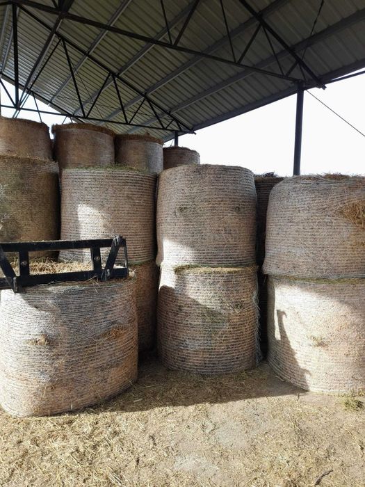 Vând baloți de lucernă