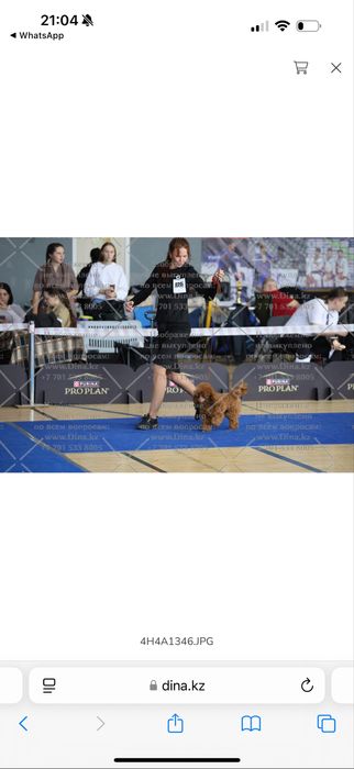 той-пудель вязка, кобель