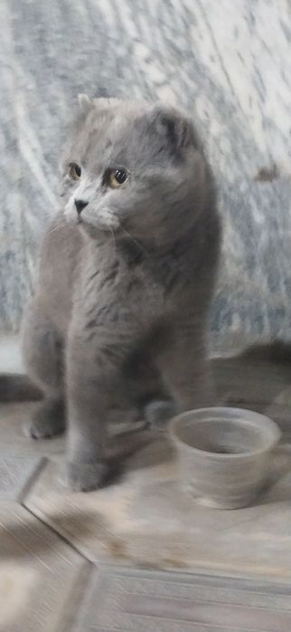 #skottish sotiladi Samarqand