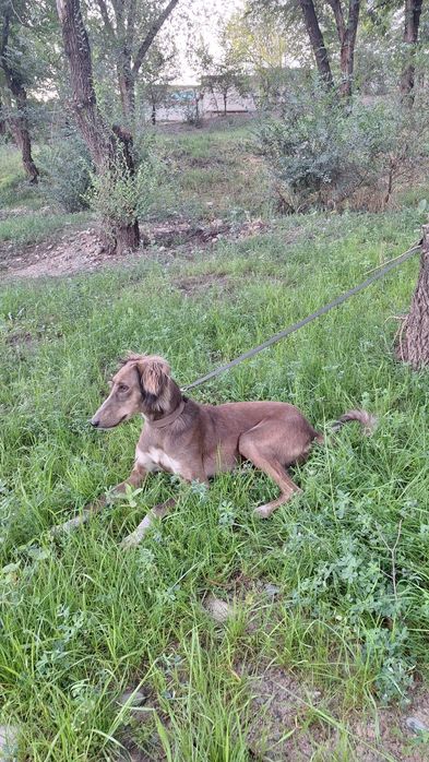 Тазы 1 жасар ұрғашы