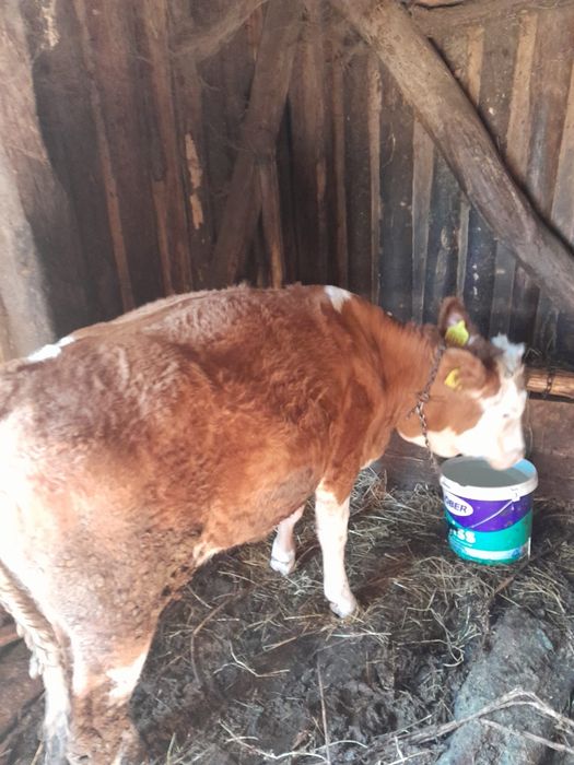 Vând vițică roșie