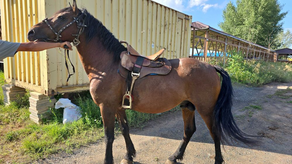 Продам айгыра для кокпара