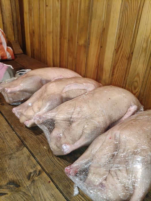 Утка утка мясо утки