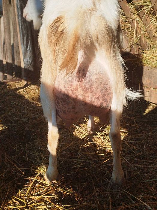 Tapi si iedute de vanzare