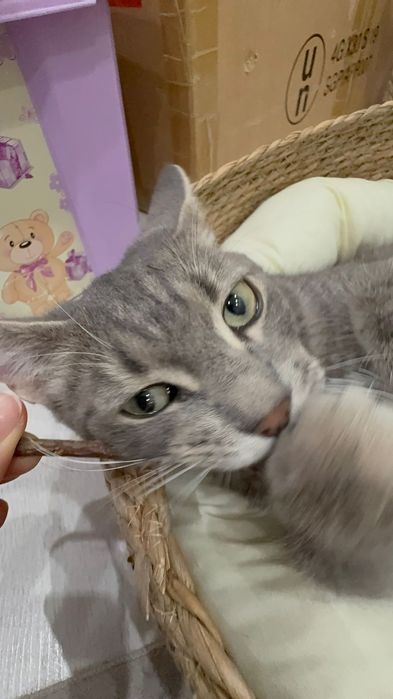 Кошка 6 месяцев (кот)