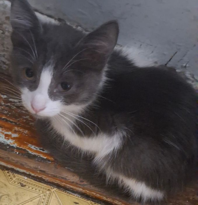 Котята бесплатно