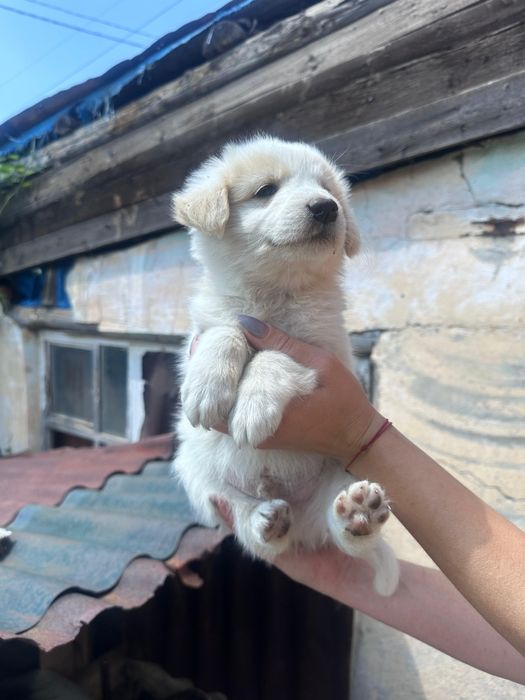 Срочно отдам щенят