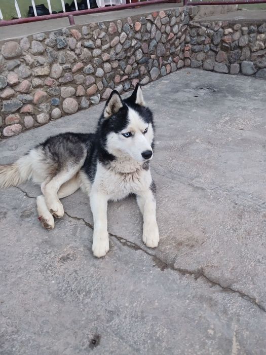 Xaski zotli it  erkak sogʻlom