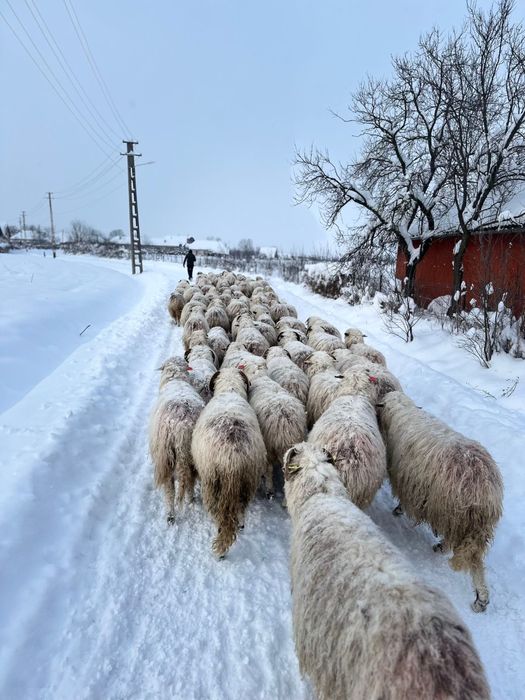De vanzare 65 de oi