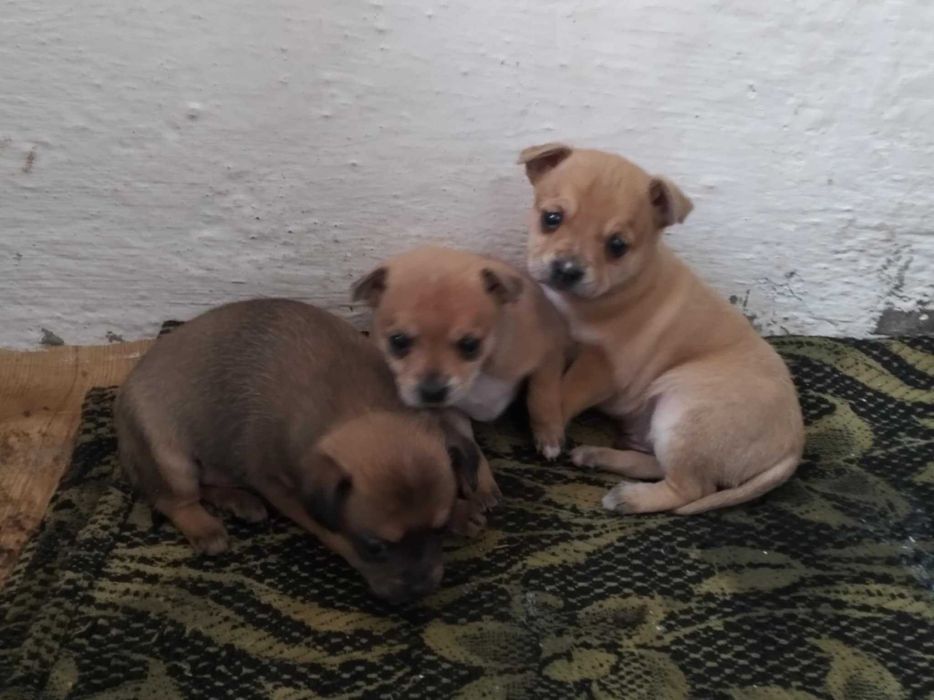 Пинчер            .