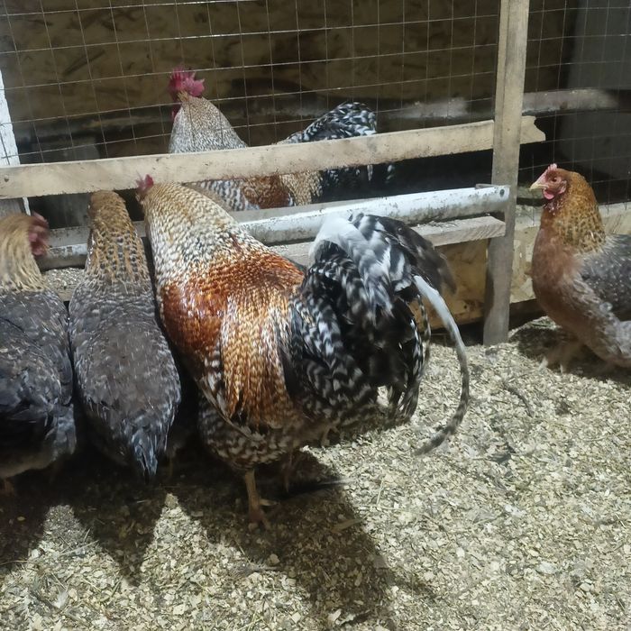 Продам куреи по 7000тысч