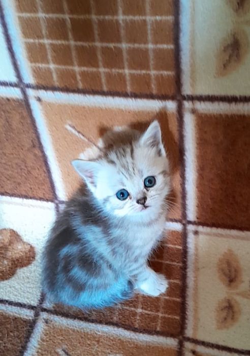 Шотландцы мраморного окраса.