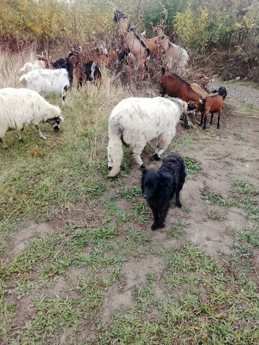 Vând 5 oi tinere 3 miele un berbec mior breaz și un berbecuț din primăvară tot breaz