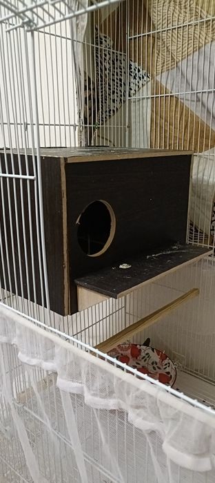 Ожереловый попугай.