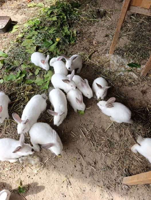 Крольчата продам