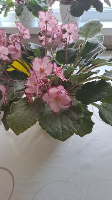 Фиалка , взрослые, в горшке