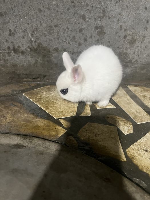 Кролики Дикоротивные